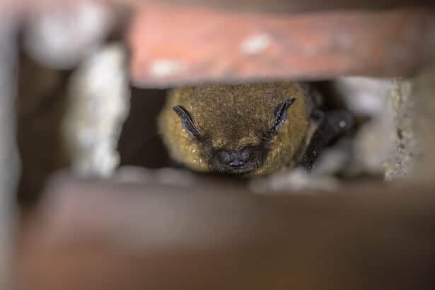 Qu'est-ce qui attire les Chauve-souris ?